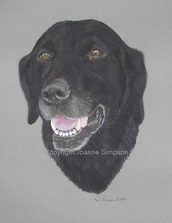 Black Labrador portrait by Joanne Simpson.